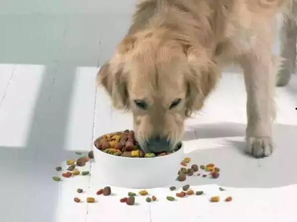 胖犬来爆料最新一期,最新一期节目幕后花絮大曝光! 第2张 胖犬来爆料最新一期,最新一期节目幕后花絮大曝光! 第2张