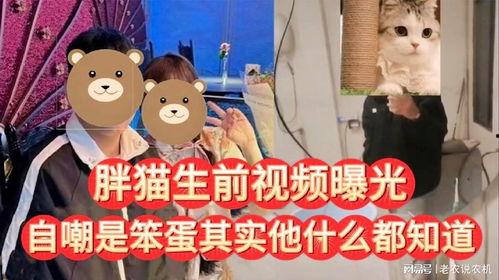 胖猫网友爆料视频,揭秘网络红人幕后真相